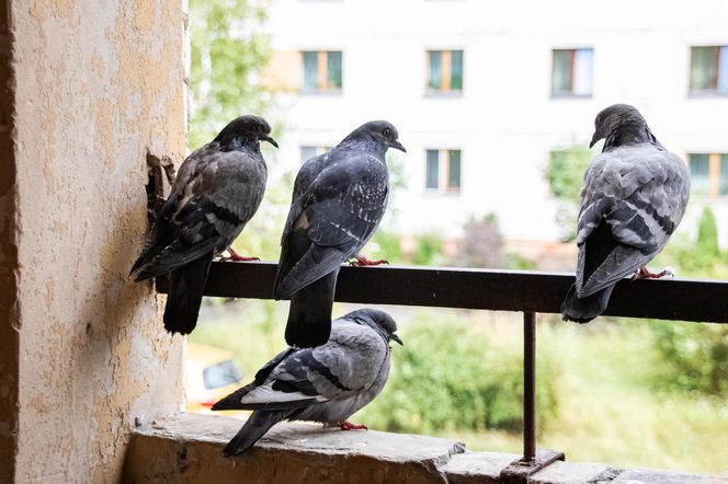 Sąsiadka powiesiła na balkonie. Ptaki omijają go szerokim łukiem. W bloku tylko ona ma spokój i czystą posadzkę. Sposób na odstraszenie ptaków