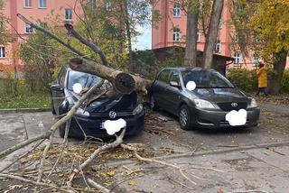 Wichury w Toruniu. Żywioł wywracał drzewa i nie tylko