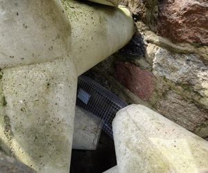 Pies uwieziony na falochronie.