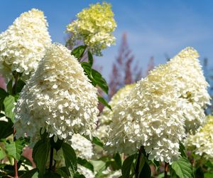 Sekret ogrodników na gigantyczne hortensje! Musisz zastosować tę mieszankę dwóch nawozów