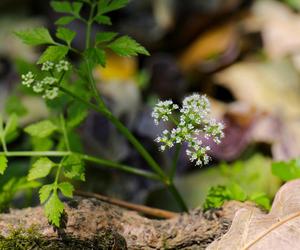 Uważaj na tę pietruszkę! To, co może zrobić, jest naprawdę przerażające