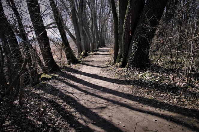 Bestialskie zachowanie ojca. Porzucił dwójkę dzieci w lesie 