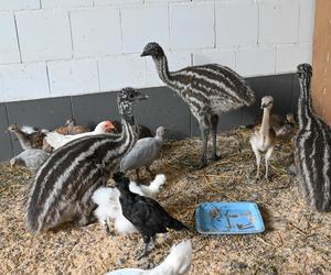 Pisklęta emu zamieszkają w poznańskim ZOO 