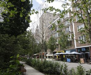Martwe drzewa na Chmielnej w Warszawie. Miasto potwierdza. „Termin wymiany to jesień”