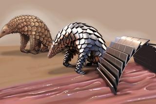 Ten robot zwija się jak pangolin. W przyszłości może nam pomagać od środka
