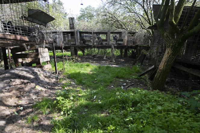 Interwencja na fermie w Goliszowie 