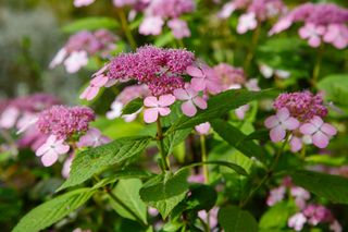 Hortensja piłkowana - Hydrangea serrata