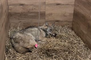 Ludzie o dobrym sercu uratowali potrąconą wilczycę