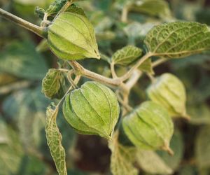 Miechunka peruwiańska