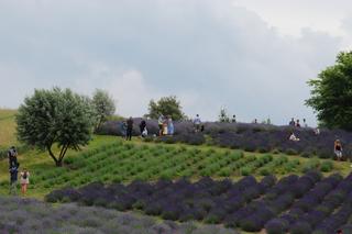 Lawendowe pola. Gdzie są w Polsce i kiedy kwitną? Atrakcje, dojazd