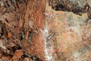 Metalowa pułapka w lesie pod Olsztynem. Mogło dojść do tragedii. Sprawcy poszukiwani [ZDJĘCIA]