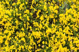 Janowiec lidyjski - Genista lydia