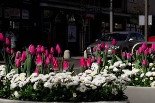 Gdynia - najbardziej ukwieconym miastem na Pomorzu? To całkiem możliwe. Miejskie kwietniki zachwycają [GALERIA]