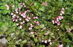 Krzewuszka cudowna 'Nana Purpurea' 