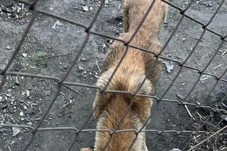 Skrajnie wychudzona suczka w kotłowni w Bisztynku. „Upodlona do granic możliwości”