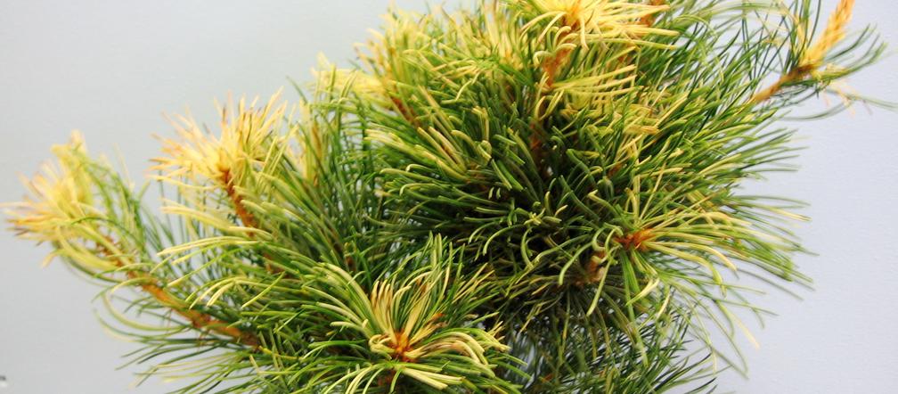 Sosna drobnokwiatowa 'Tanima-no-yuki' 
