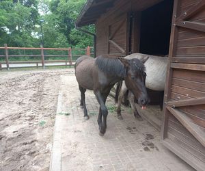 Mini ZOO w Lesznie ma nowych mieszkańców. To owce, konie i osioł
