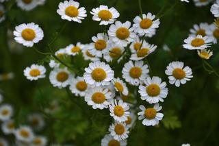 Złocień dalmatyński