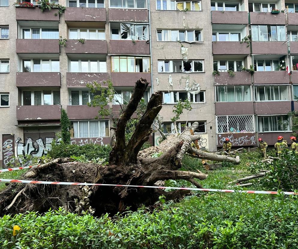  Drzewo runęło na blok! Roztrzaskane szyby w oknach, rozryta elewacja i zarwane balkony