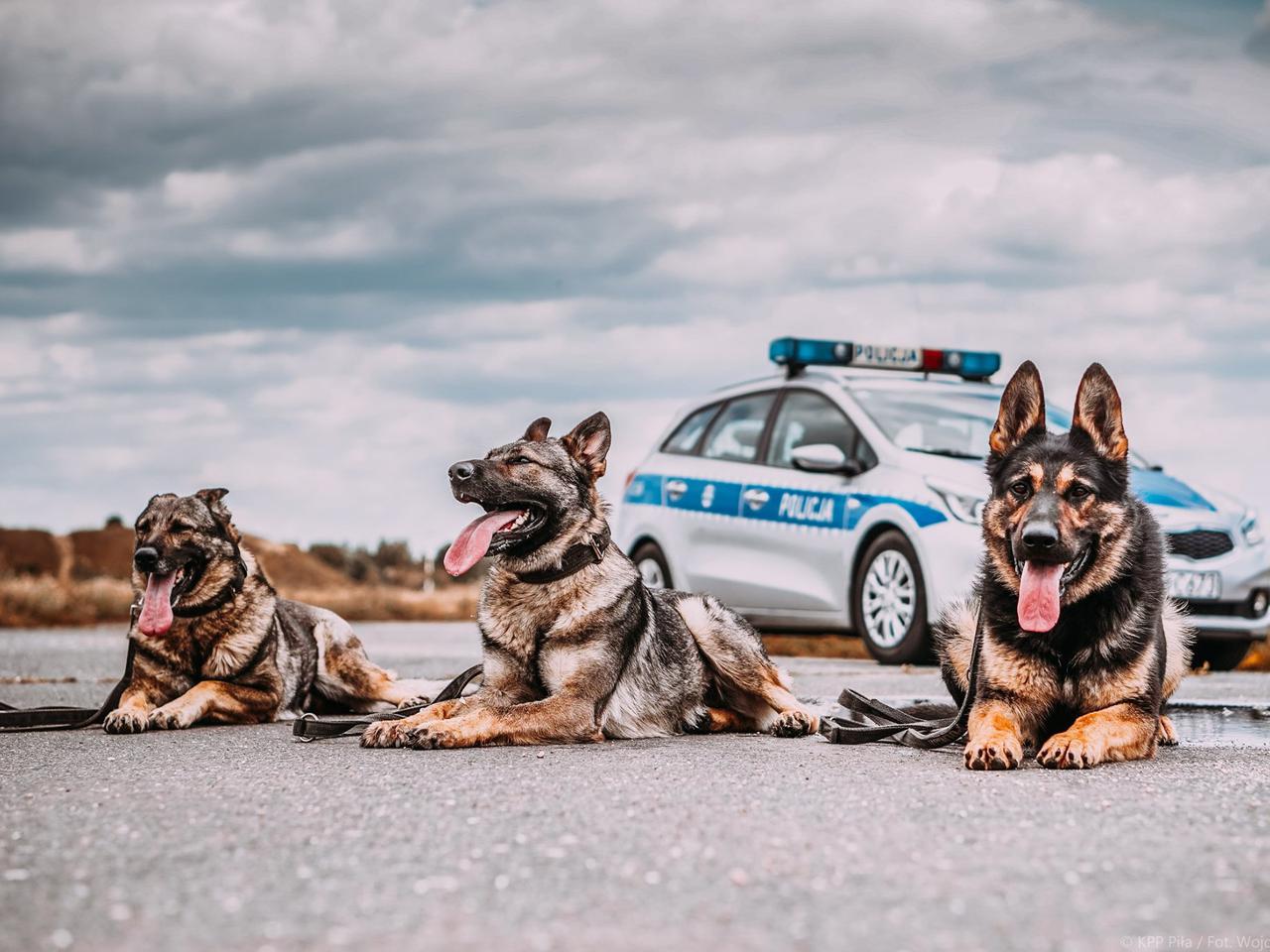 101 psów pracuje w wielkopolskiej policji! Wśród nich są mistrzowie Polski! [ZDJĘCIA]