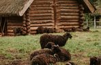 Muzeum Archeologiczne i Osada w Biskupinie 