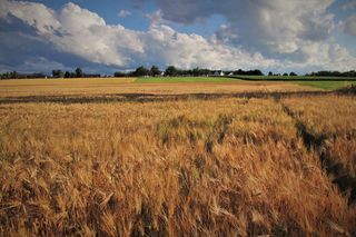 Ukraińskie zboże. Na granicy zatrzymano prawie 24 tony