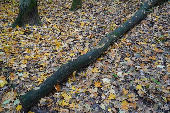 Rezerwat przyrody Żurawiniec w Poznaniu zachwyca także jesienią. Piękne zdjęcia złotej, polskiej jesieni