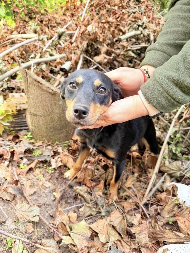 Grześ skazany na śmierć w męczarniach. Bestia przywiązała go do drzewa! "Błagamy o pomoc"