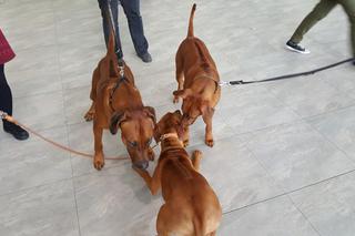 Tysiące psów i odwiedzających. II Międzynarodowa wystawa Psów Rasowych odbyła się w Bydgoszczy