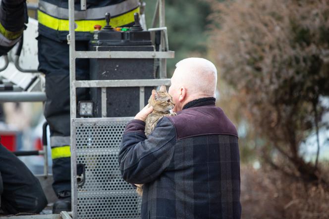 Kot fajtłapa wezwał strażaków.