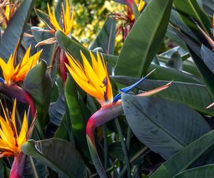 Strelicja królewska - Strelitzia reginae