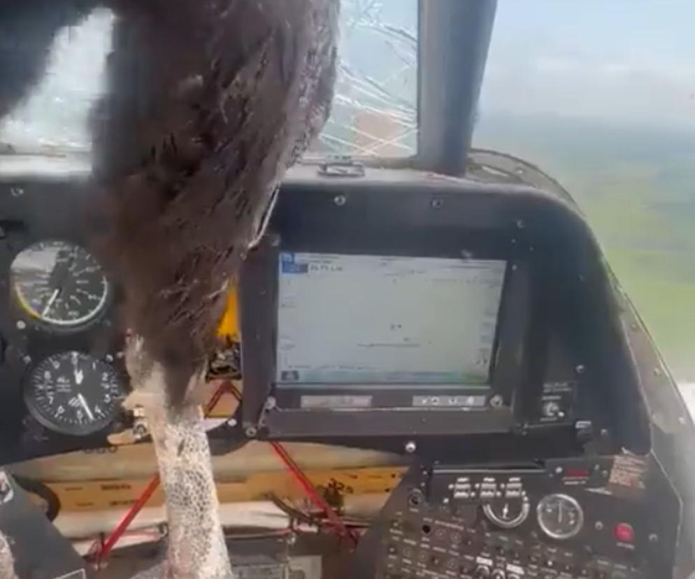 Potężny kondor wbił się w lecący samolot. Przerażające nagranie trafiło do sieci