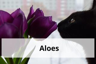 Te rośliny są trujące dla kotów. Masz je w domu? To niebezpieczne 