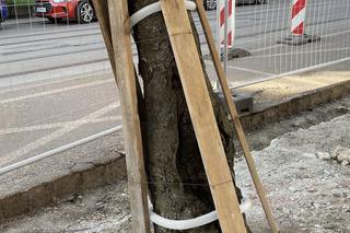 Społecznicy sprawdzili, co się dzieje ze starymi drzewami podczas rewitalizacji placu Wolności 