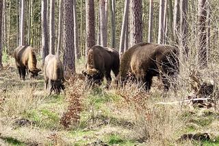 Stado żubrów w lesie pod Gorzowem
