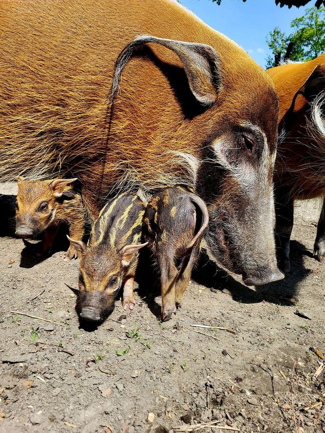 W śląskim ZOO na świat przyszły trzy świnie rzeczne