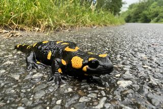 „Bieszczadzkie smoki” już nie śpią! Leśnicy z Bieszczad apelują