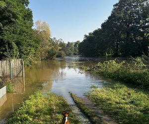 Wrocław walczy z wielką wodą. Rzeka wylewa na Stabłowicach, ludzie układają worki z piaskiem 