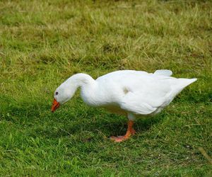 Żywe gęsi wysyłała w paczkach - prokuratura odwołuje się od wyroku sądu