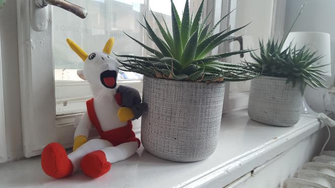 Rzeszowski Inkubator Kultury zachęca do adopcji! Chodzi o... rośliny!