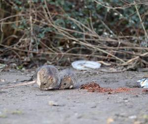 Potworna tragedia rodziny pod Ciechanowem. Truli szczury, umarła im 3,5-letnia córeczka