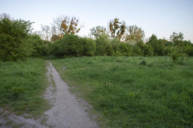 W Bytomiu powstanie Dżońcio Park. Będzie to strefa rekreacji dla psów i ich właścicieli