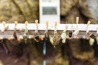 Czym zaskoczy łódzkie Orientarium? Pojawią się dwie duże atrakcje