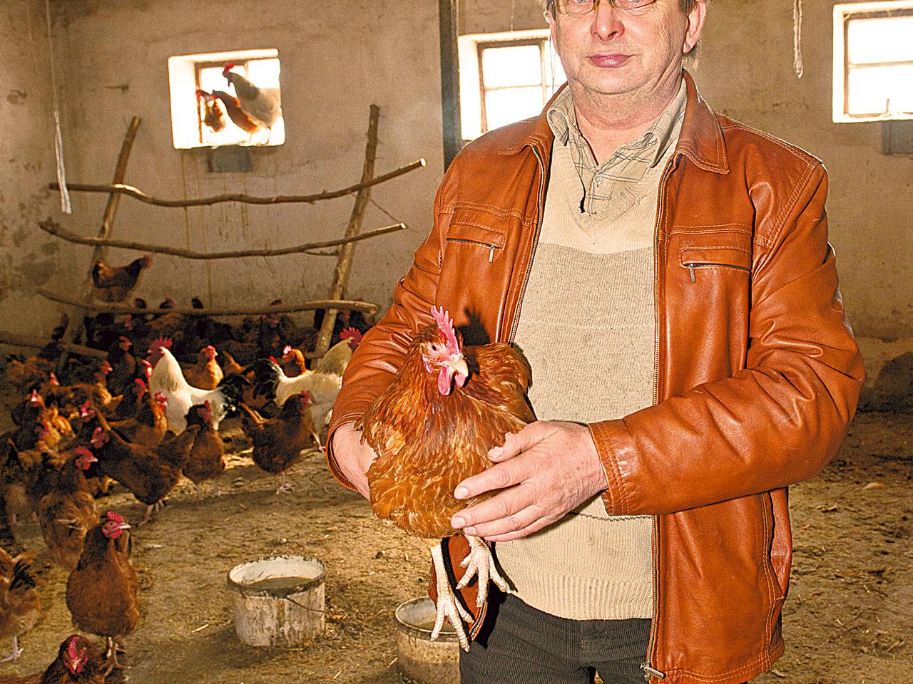 Moja kura znosi mikrojaja