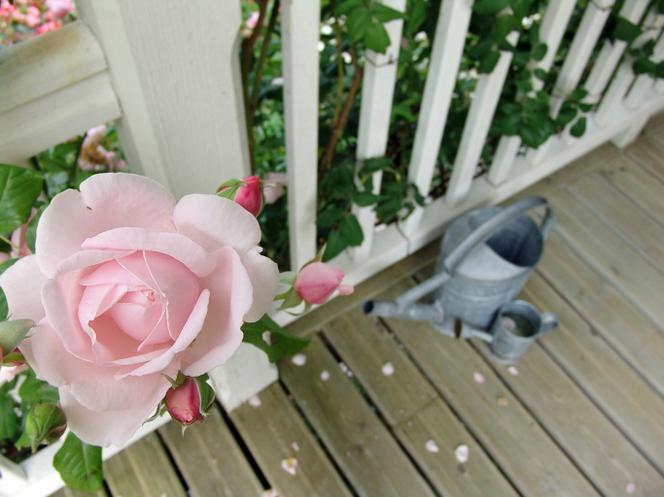 Róże na balkonie