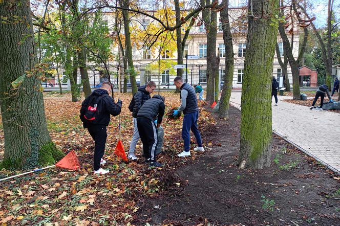 Akcja ratowania siedleckich kasztanowców w Aleksandrii potrwa przez kilka dni, do piątku 18 października włącznie.