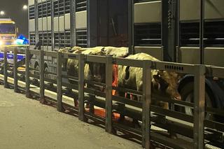 Byki brykają na moście w Warszawie! Wypadły z ciężarówki.