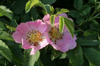 Róża rdzawa = R. szkocka - Rosa rubiginosa = Rosa eglanteria