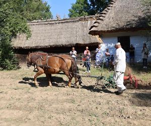 W skansenie w Lublinie pokazali, jak dawniej wyglądały wykopki kartoflane