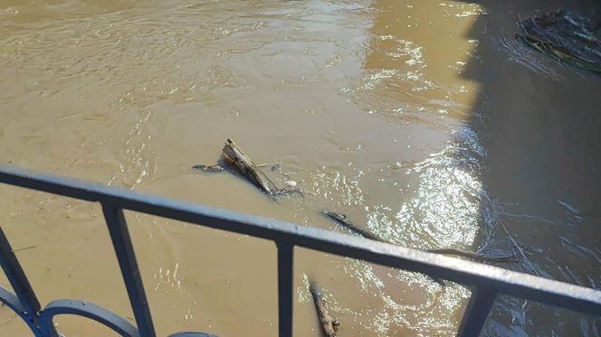 Trwa zabezpieczanie budynków na Wyspie Młyńskiej, na osiedlu Nadodrze 